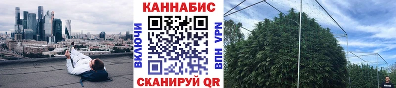Конопля гибрид  Кирово-Чепецк 